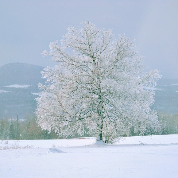 Permafrost tree on mountain - Picture 1 of 1